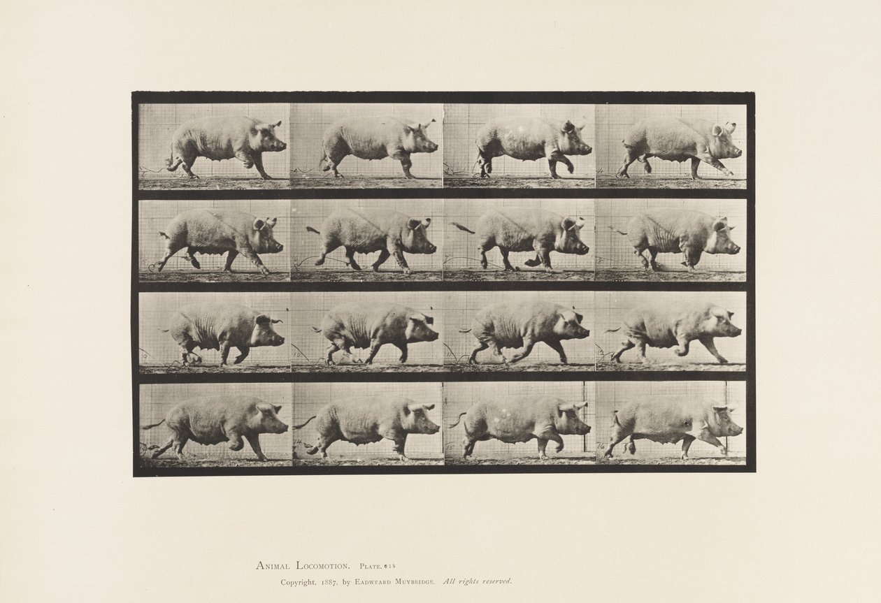 Sow; Trotting (Plate 675) by Eadweard Muybridge