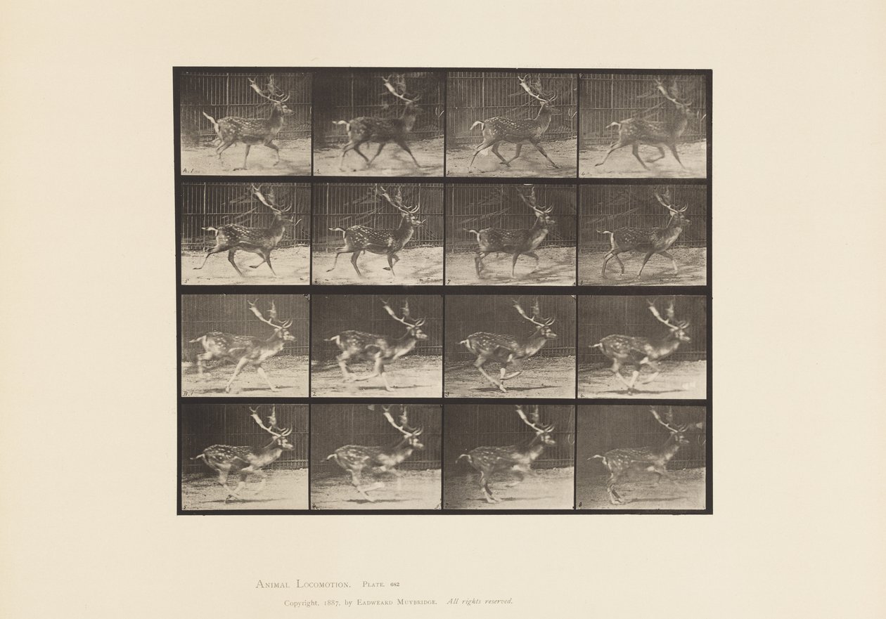 Plate 682. Fallow; Buck; A, Trotting; B, Galloping by Eadweard Muybridge