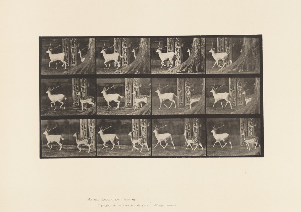 Plate 685. Fallow Deer; Buck and Doe; Trotting by Eadweard Muybridge