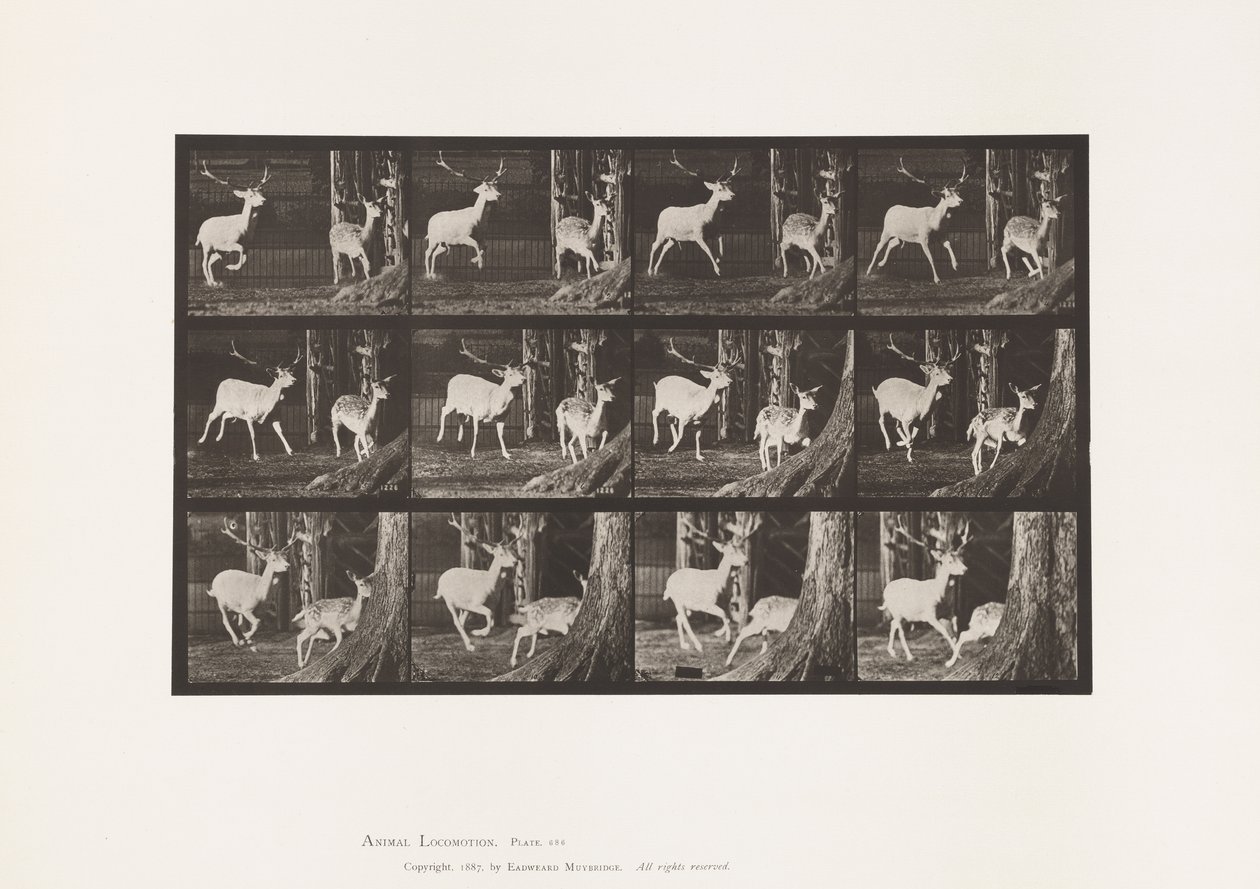 Fallow Deer; Buck and Doe; Galloping (Plate 686) by Eadweard Muybridge
