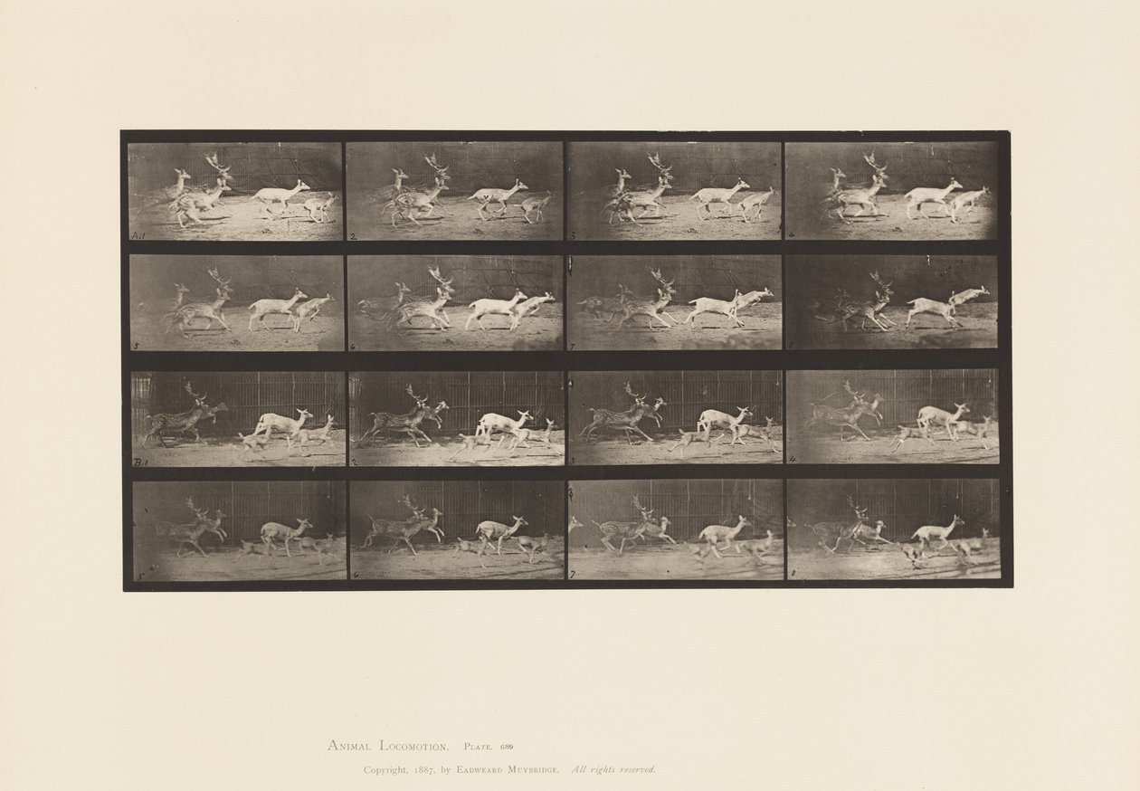 Plate 689. Fallow Deer; Buck and Group of Does; Galloping by Eadweard Muybridge