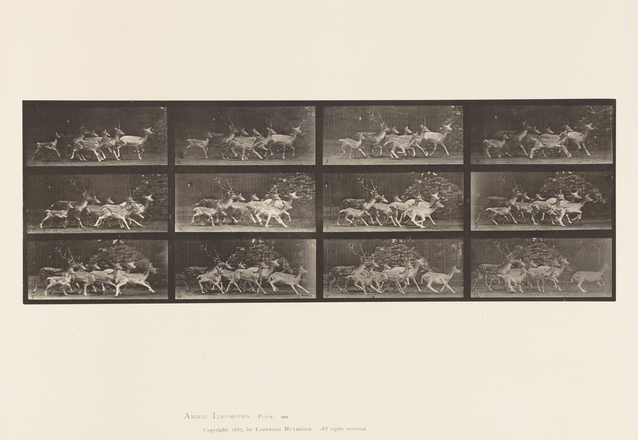 Fallow Deer; Buck and Group of Does; Various Movements (Plate 690) by Eadweard Muybridge