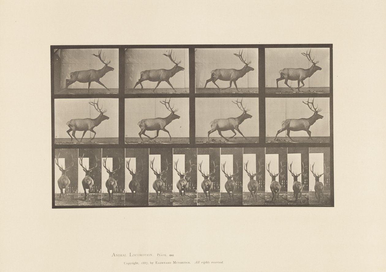Plate 694. Elk; Galloping by Eadweard Muybridge