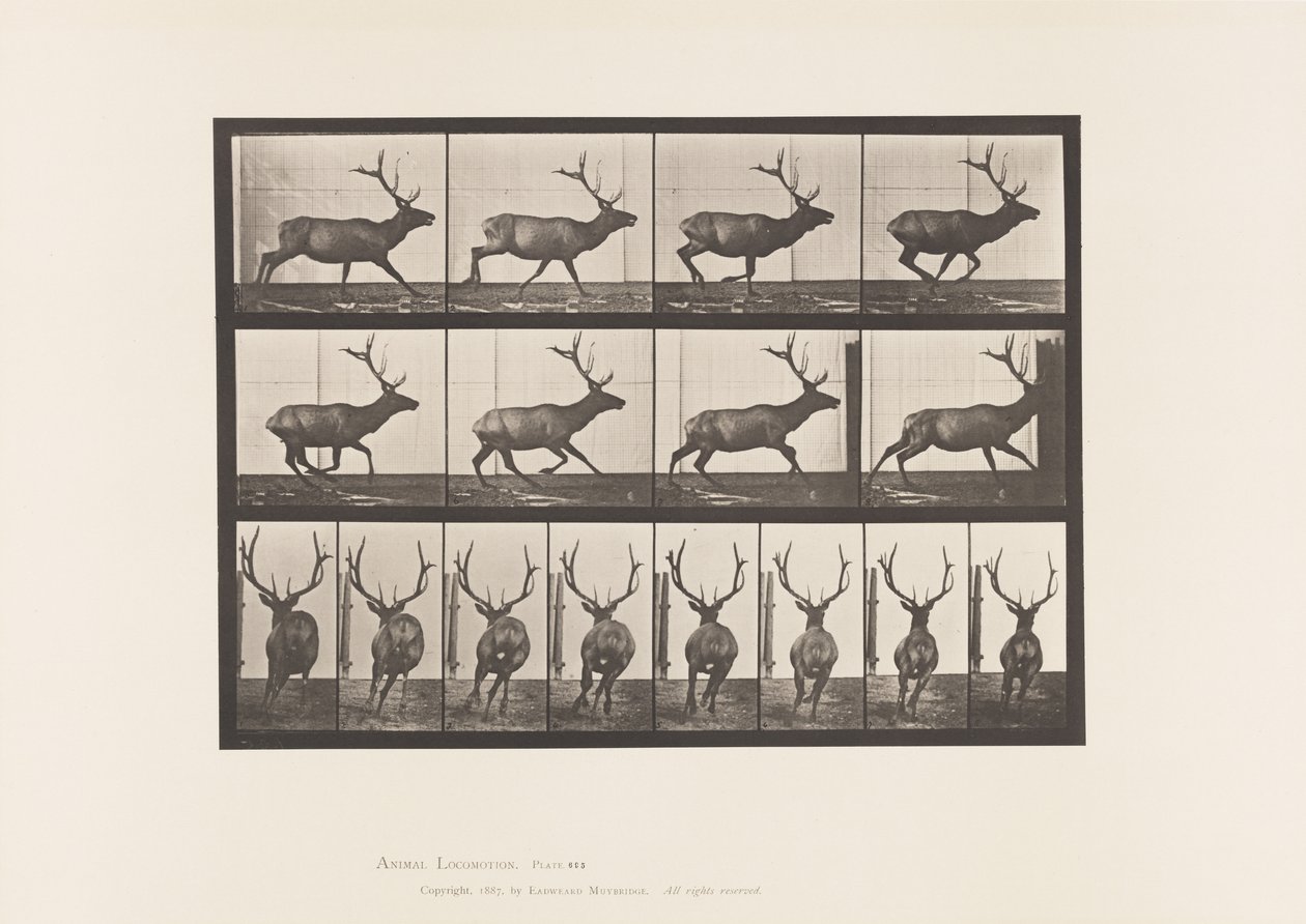 Elk, Galloping by Eadweard Muybridge