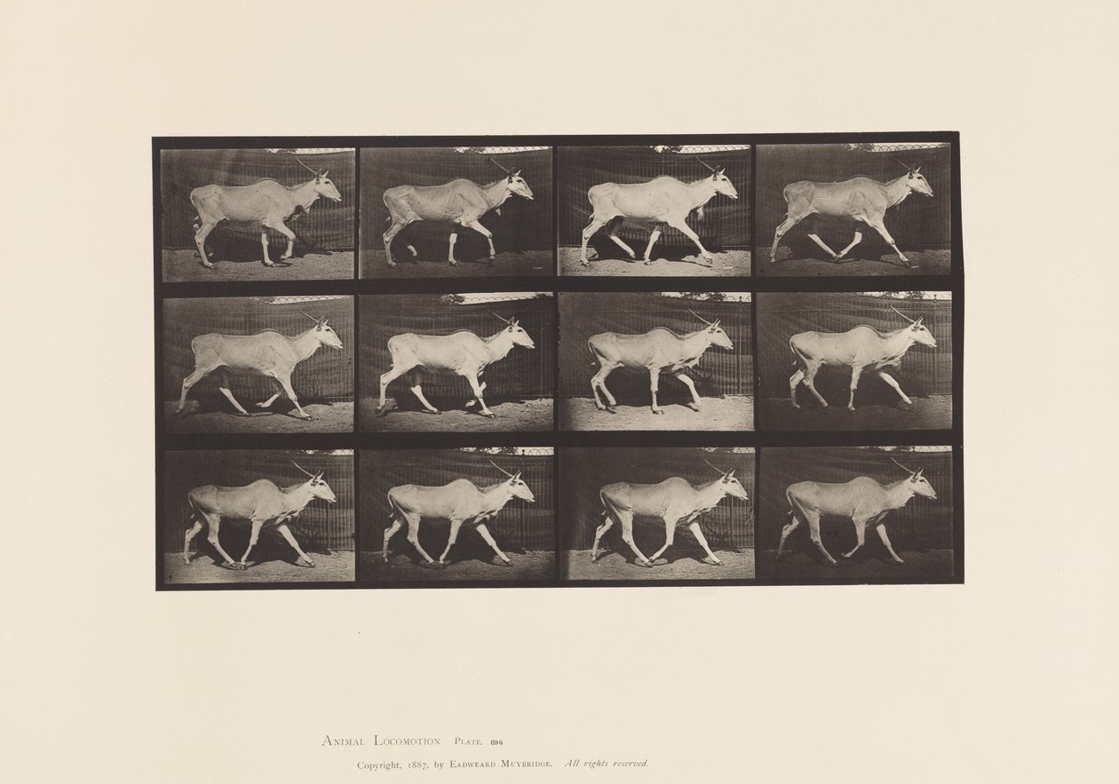 Plate 696. Eland; Trotting by Eadweard Muybridge
