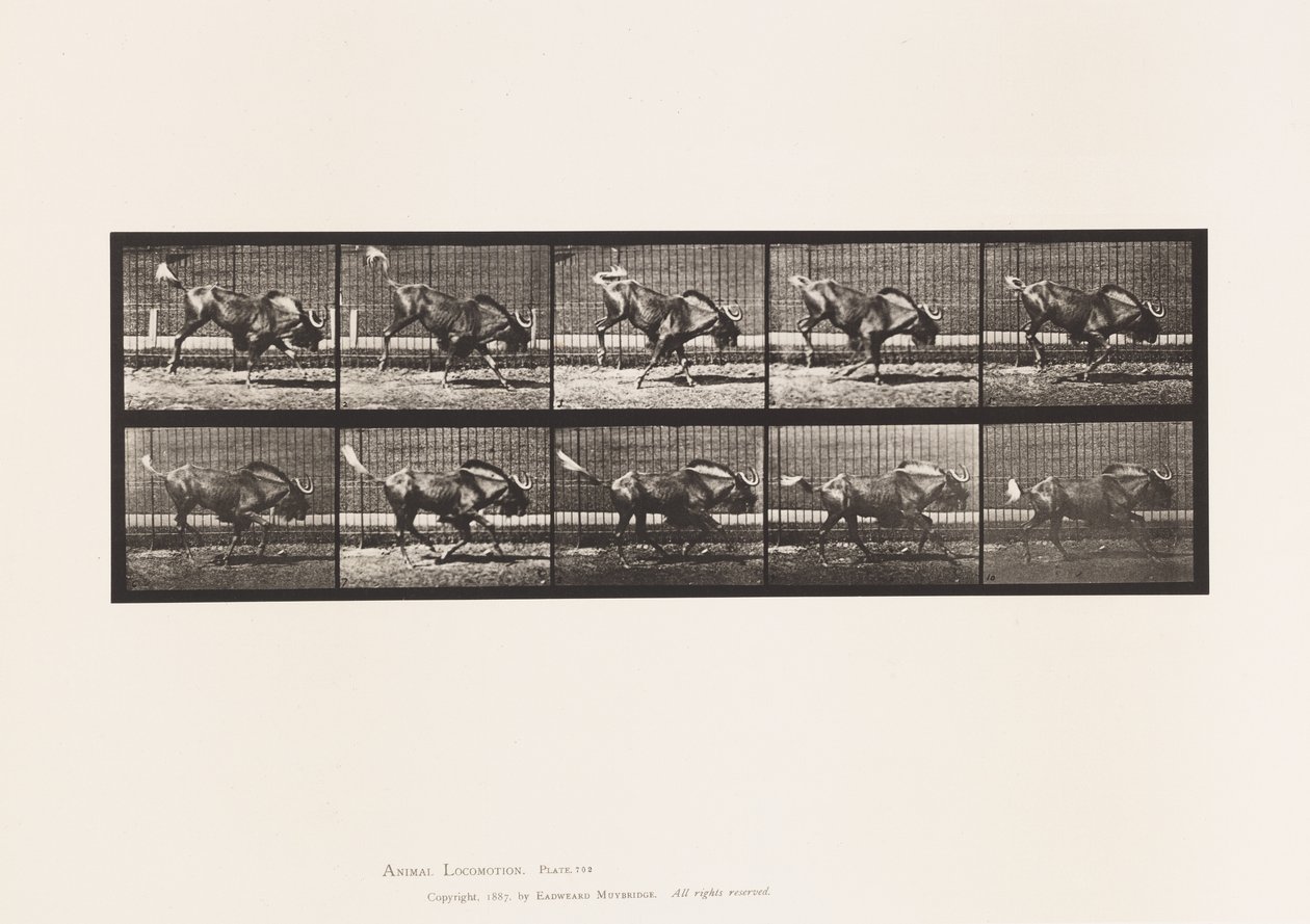 Plate 702. Gnu; Bucking and Galloping by Eadweard Muybridge