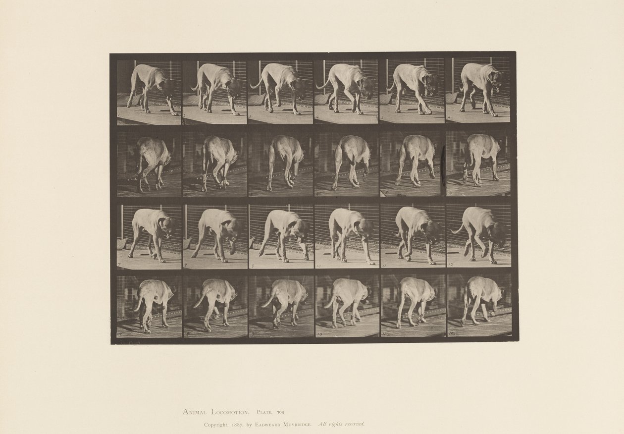 Plate 704. Dog; Walking; Mastiff by Eadweard Muybridge