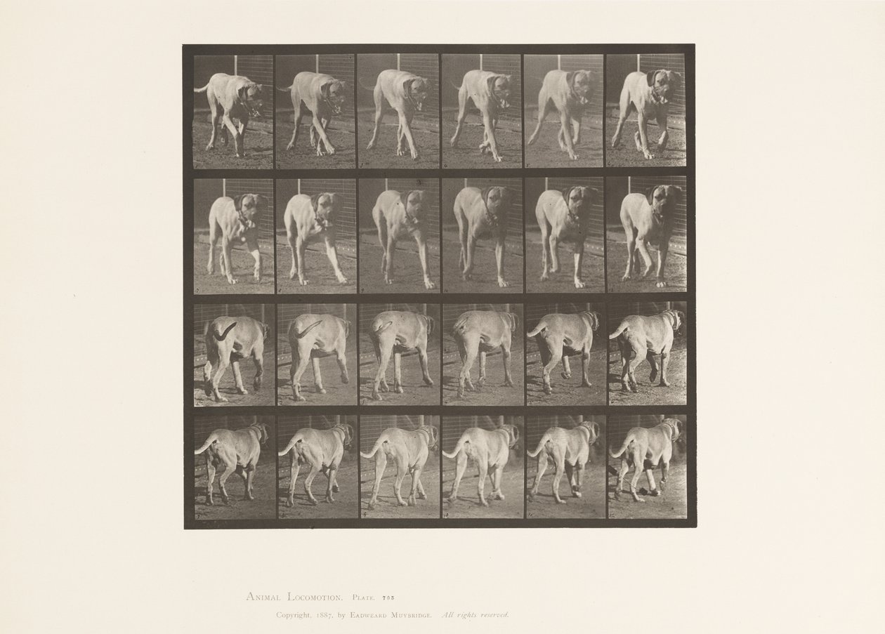 Plate 705. Dog; Trotting; Mastiff by Eadweard Muybridge