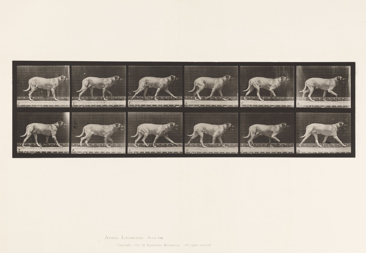 Dog; Trotting; Mastiff (Plate 706) by Eadweard Muybridge