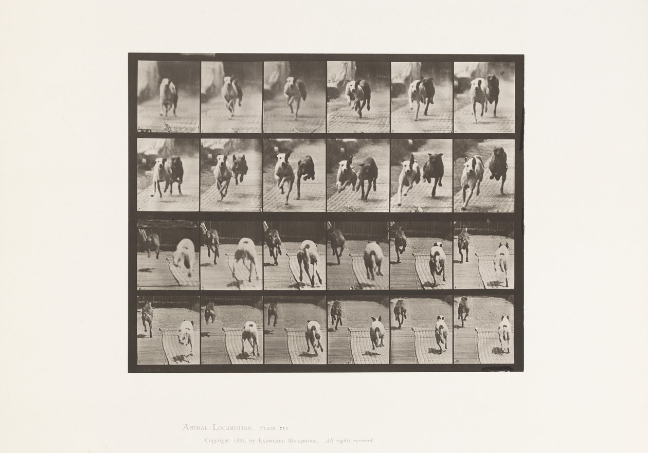 Dogs; Two Racing; A, B; Racing Hounds, Ike & Maggie (Plate 711) by Eadweard Muybridge