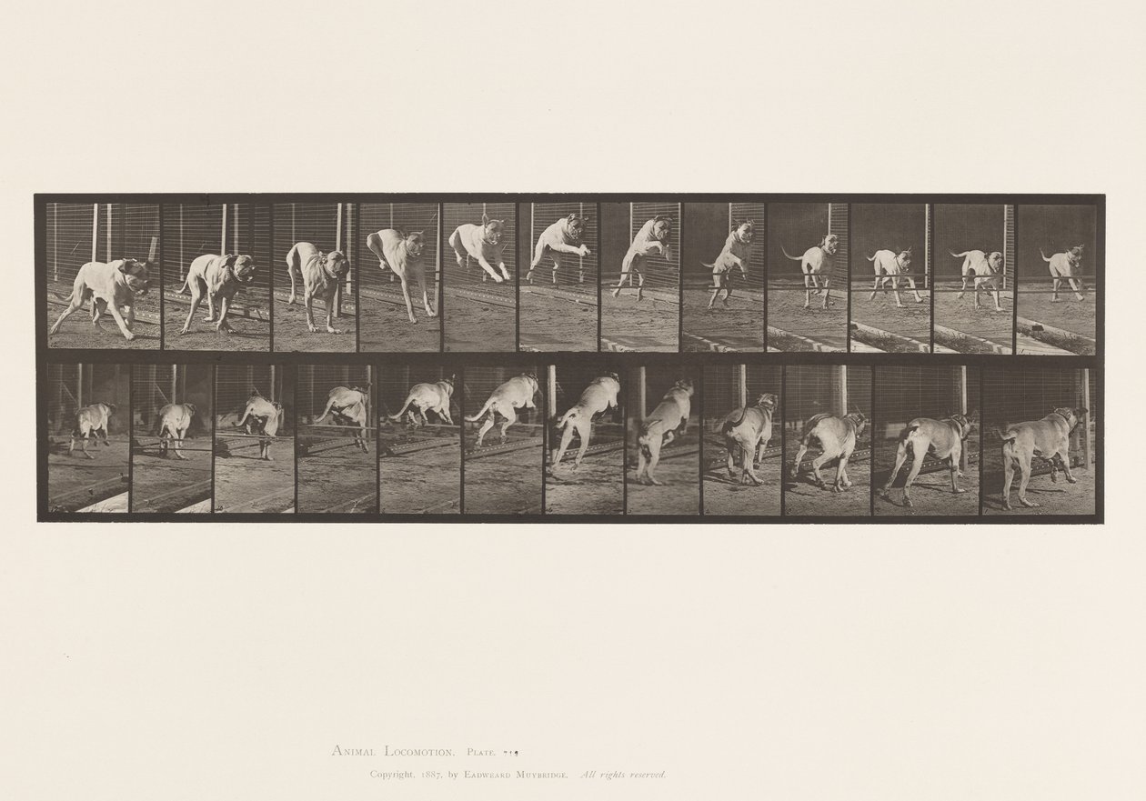 Plate 712. Dog; Jumping Hurdle; Mastiff, Dread by Eadweard Muybridge