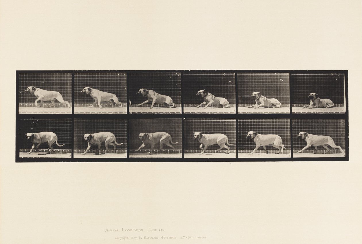 Dog; Aroused by a Torpedo; Mastiff-Smith (Plate 714) by Eadweard Muybridge