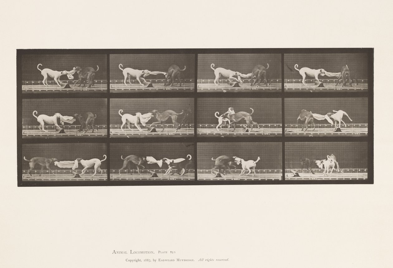 Plate 715. Dogs; Three, Tugging at a Towel by Eadweard Muybridge