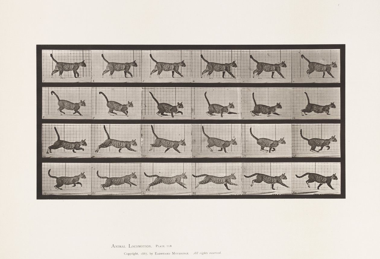 Cat; Walking, Change to Galloping by Eadweard Muybridge