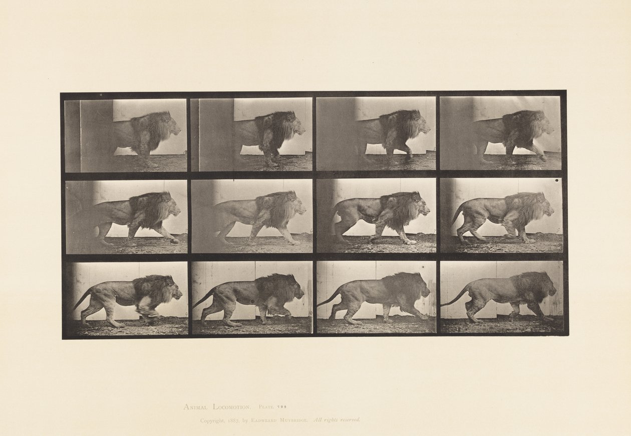 Plate 722. Lion; Walking by Eadweard Muybridge