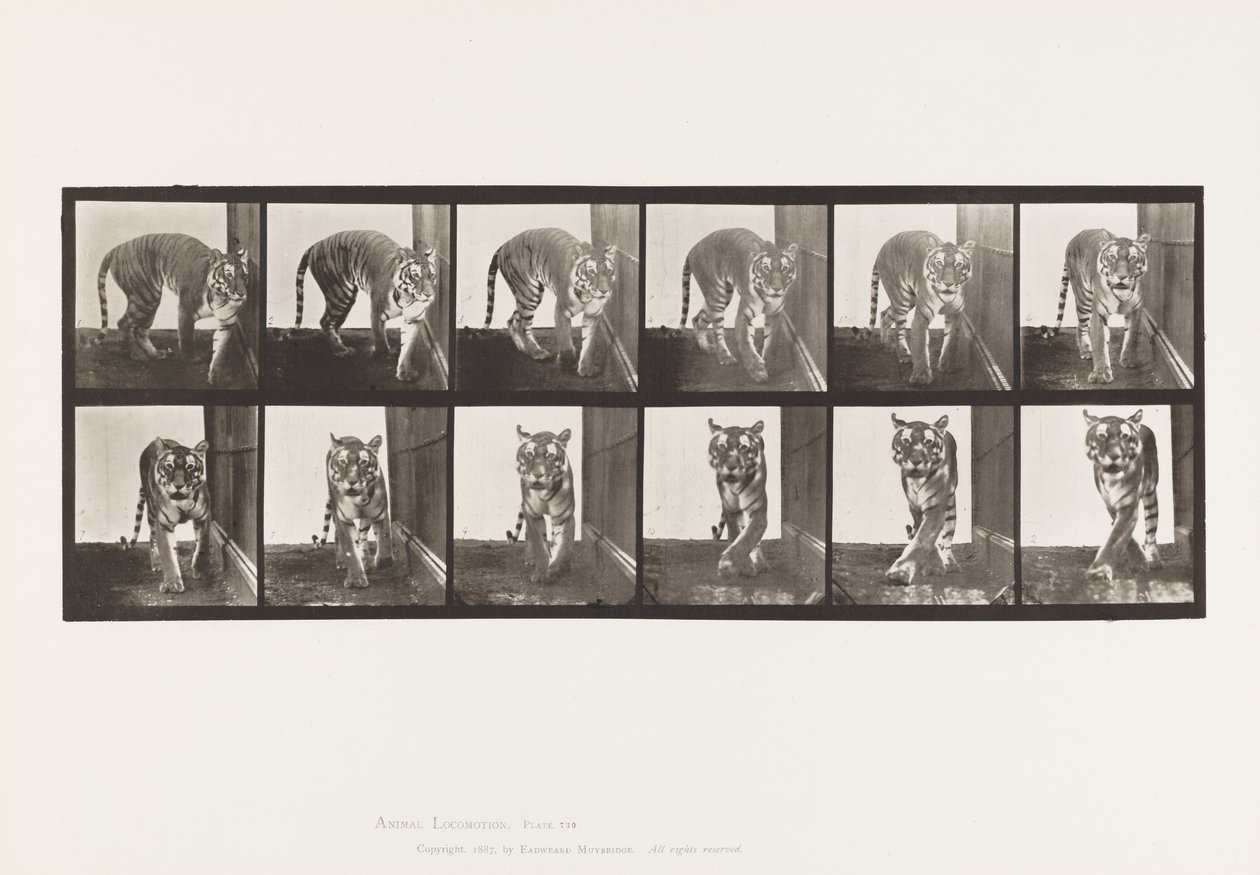 Plate 730. Tigress; Walking; Turning Around by Eadweard Muybridge