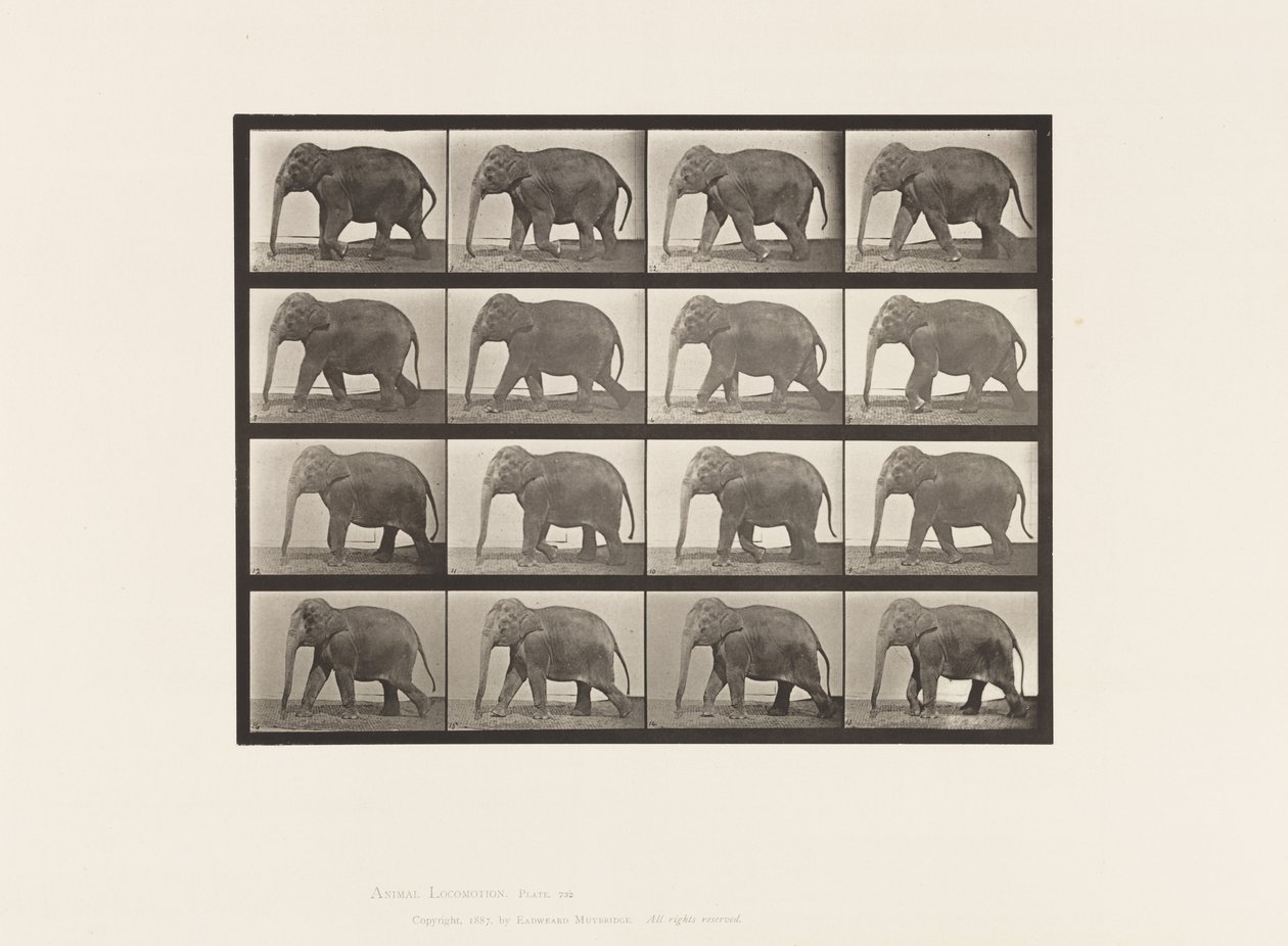 Plate 732. Elephant; Walking by Eadweard Muybridge