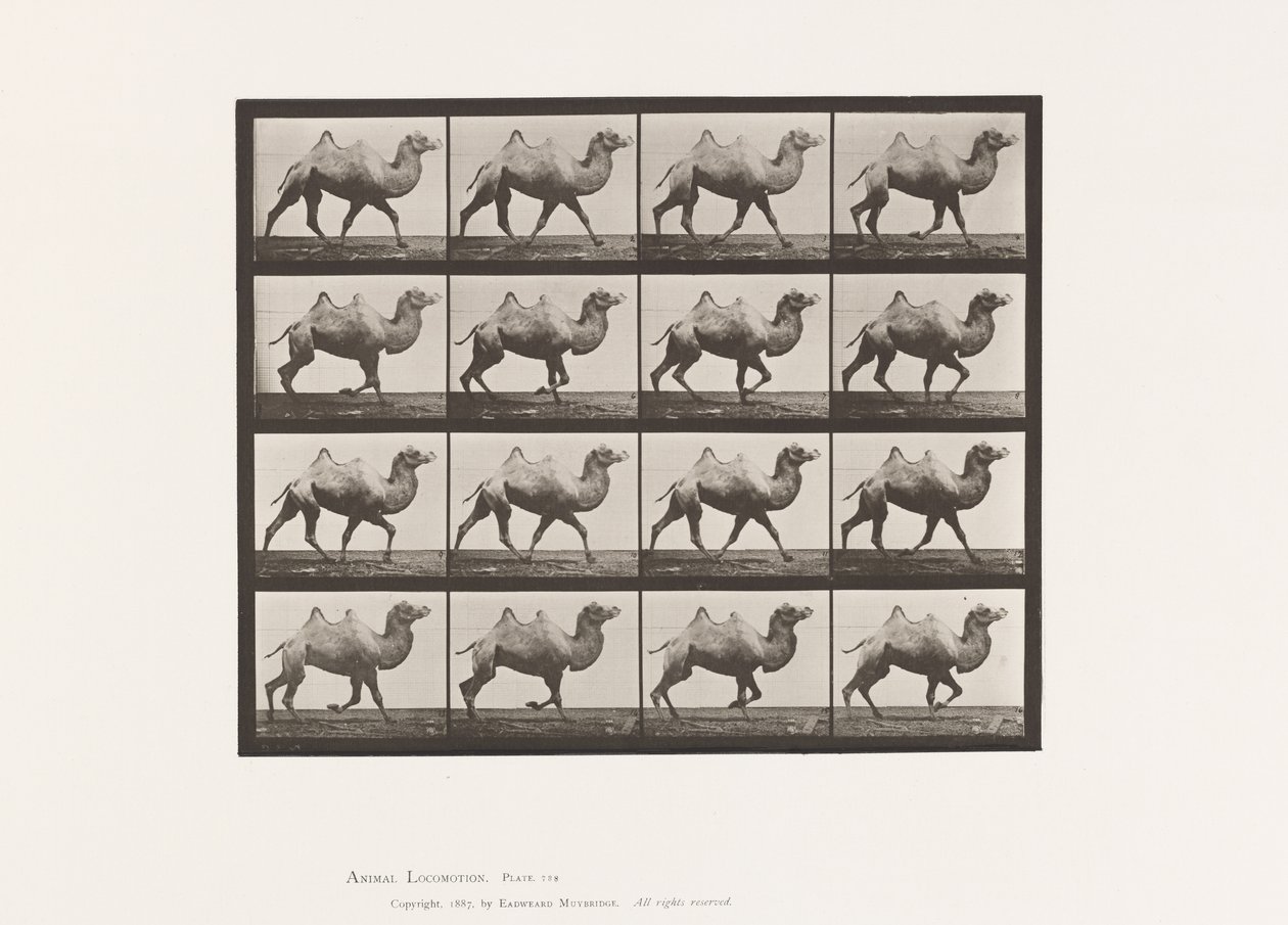 Plate 738. Bactrian Camel; Racking by Eadweard Muybridge