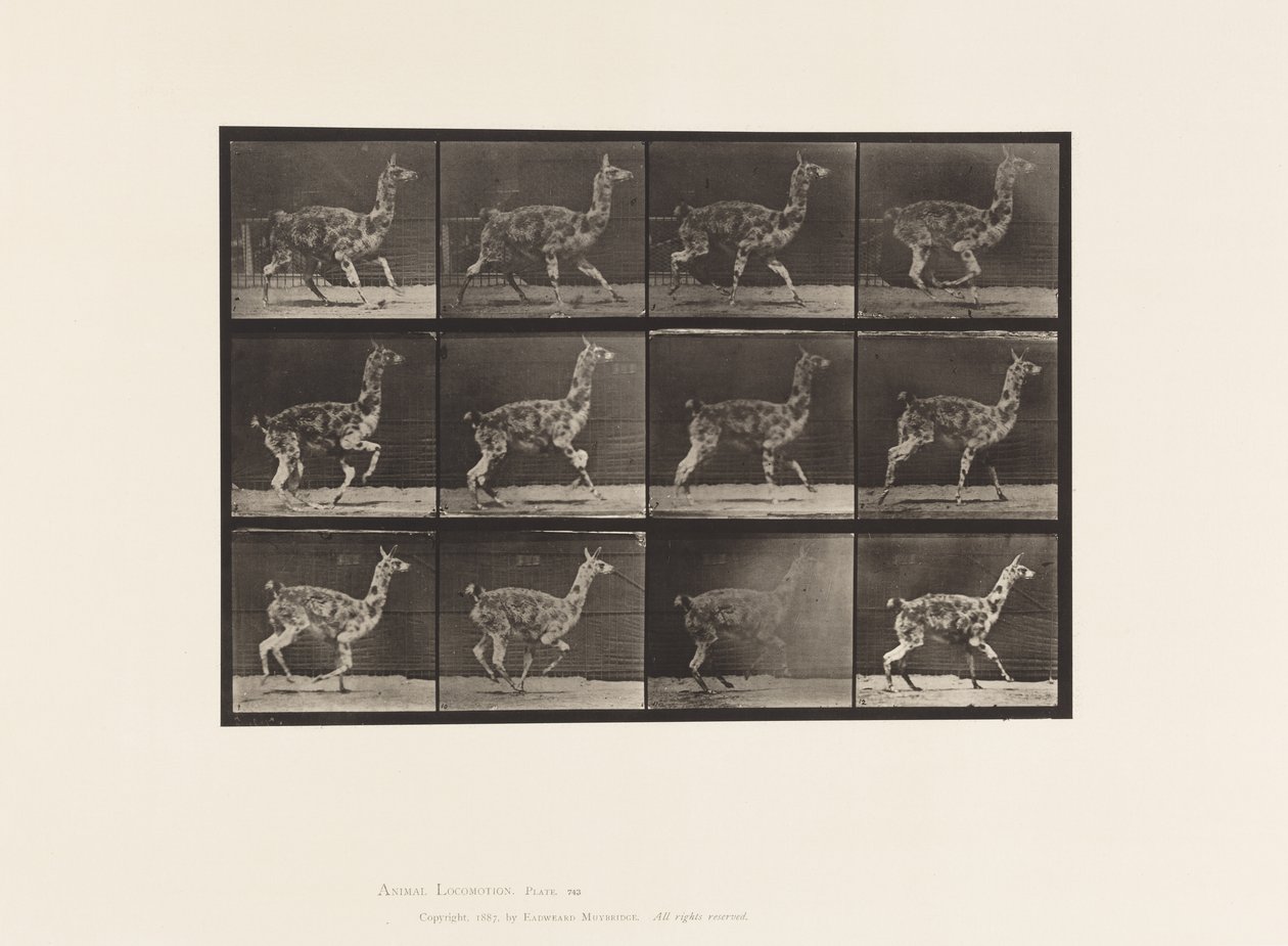Plate 743. Guanaco; Galloping by Eadweard Muybridge