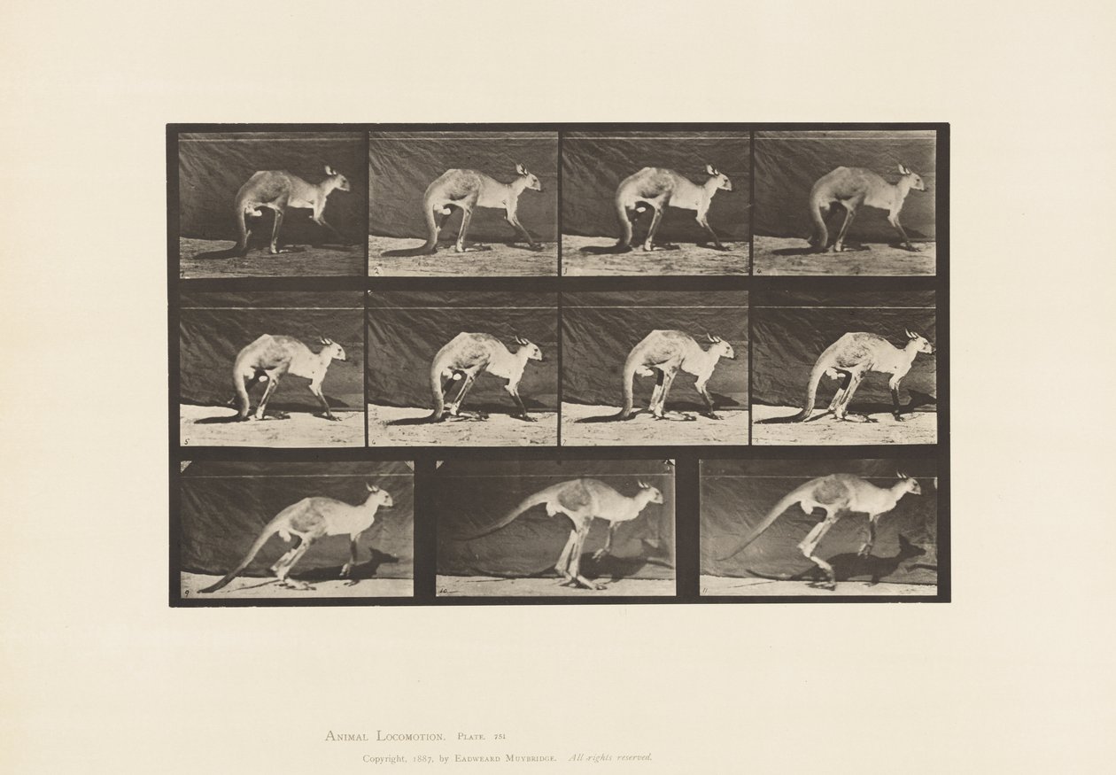 Kangaroo; Walking on All-Fours; Change to Jumping (Plate 751) by Eadweard Muybridge