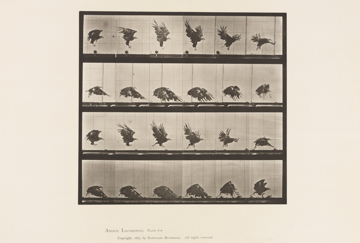 American Eagle; Flying Near the Ground by Eadweard Muybridge