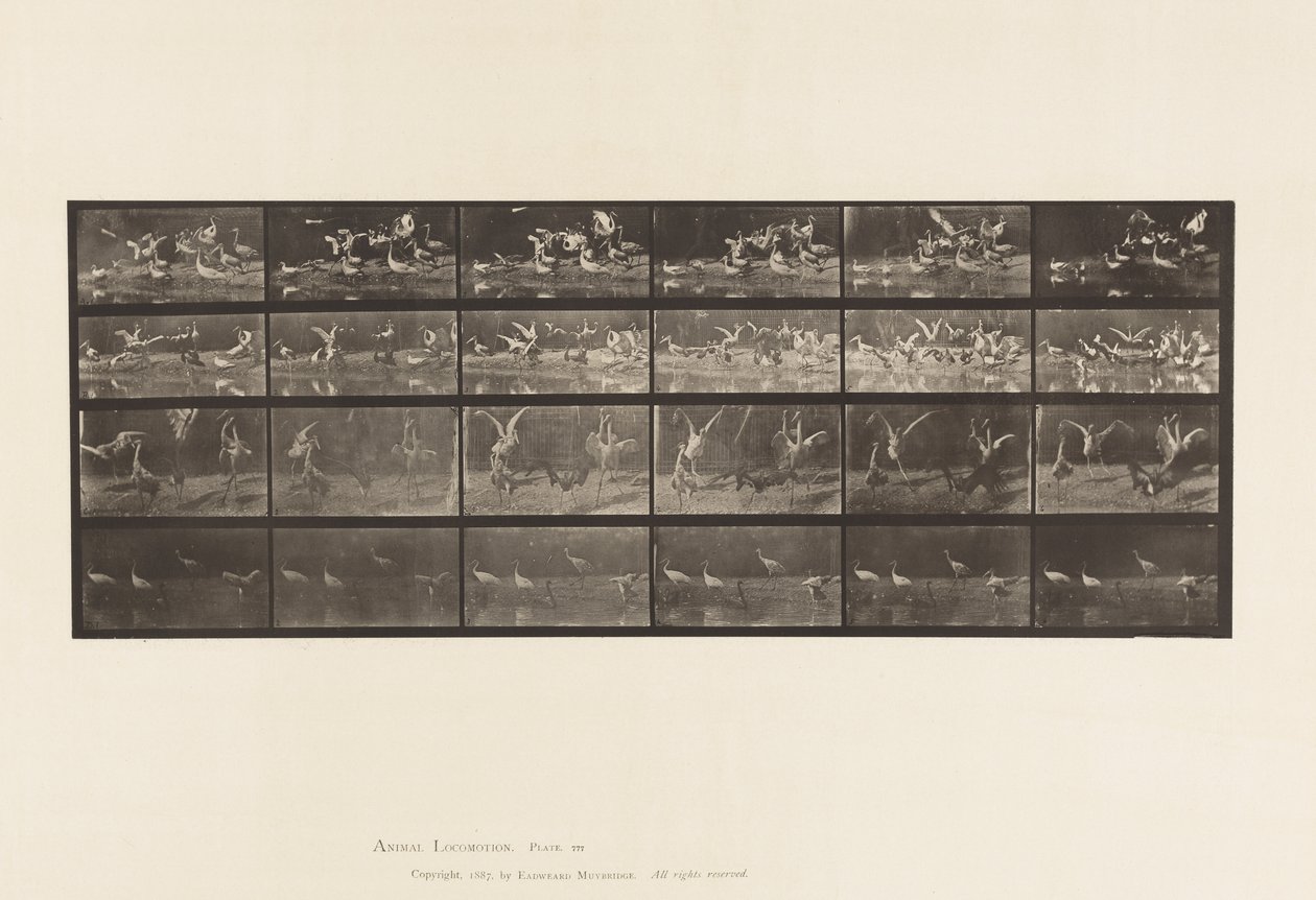 Plate 777. Storks; etc, A, B, C, D by Eadweard Muybridge