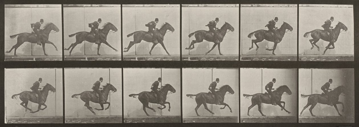 Plate Number 624. "Daisy" Galloping, Saddled by Eadweard Muybridge