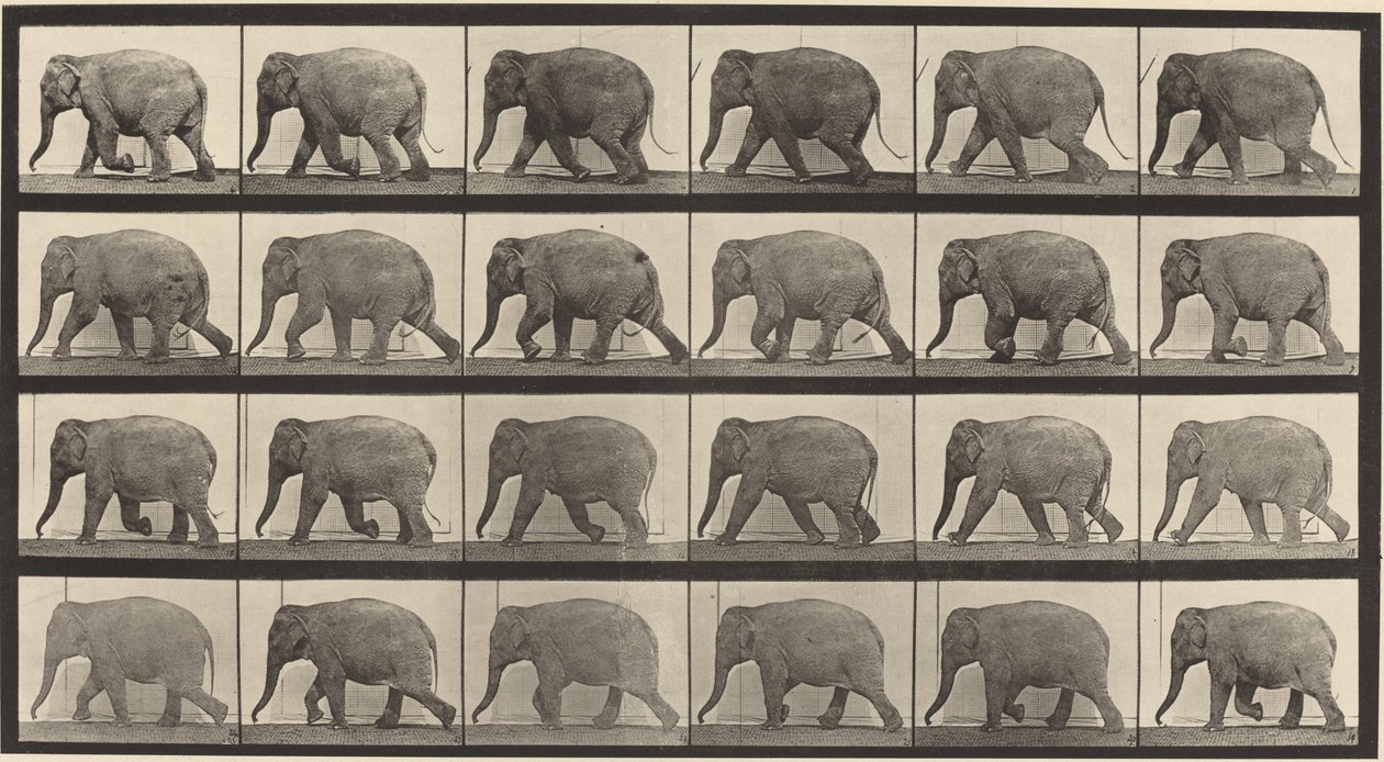 Plate Number 733. Elephant Walking by Eadweard Muybridge