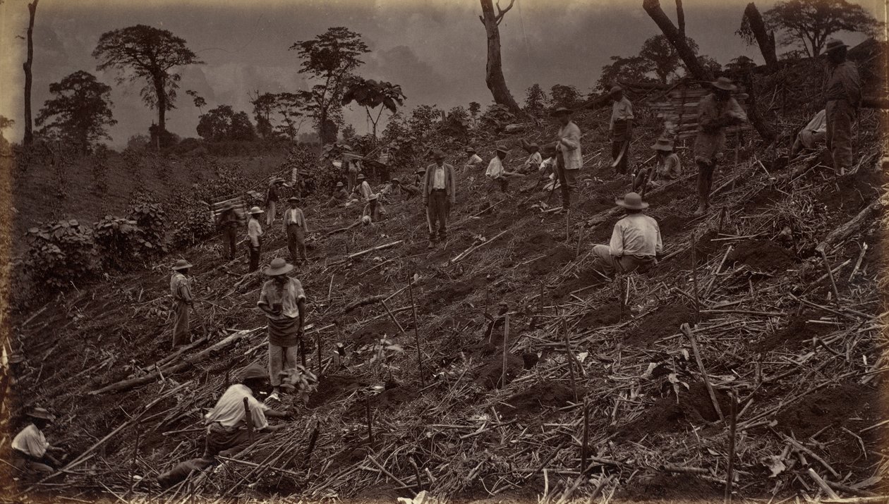 Setting out a Coffee Plantation at Antigua de Guatemala by Eadweard Muybridge