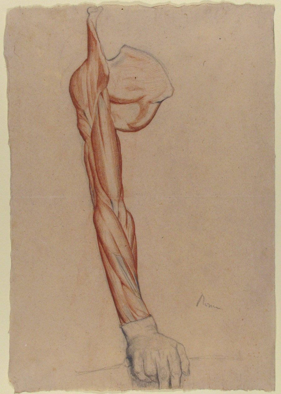 Ecorché: Right Arm and Shoulder Blade with Right Hand Intact by Edgar Degas