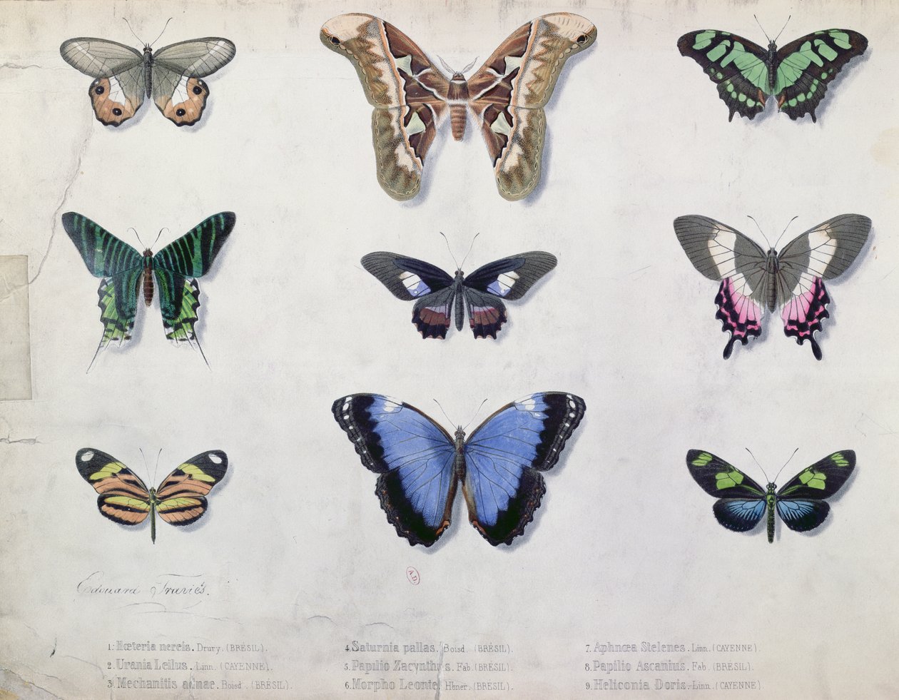 Butterflies from Brazil and Guyana by Edouard Travies