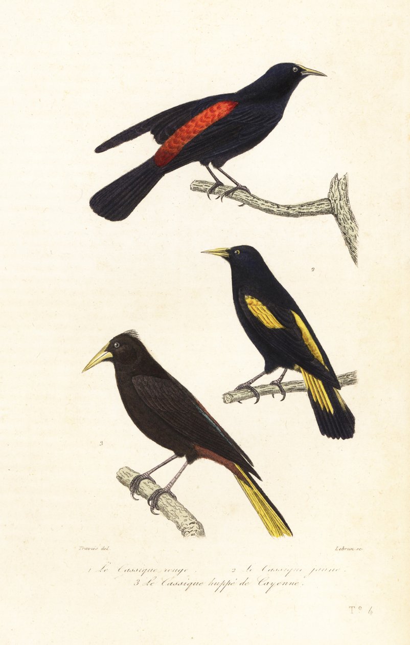 Cacique species and crested oropendola by Edouard (after) Travies