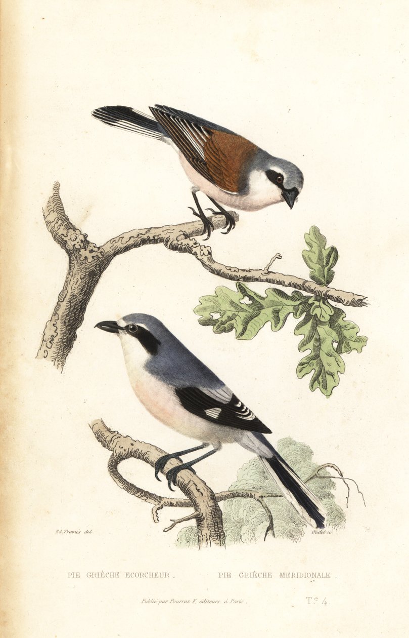 Red-backed shrike and Iberian gray shrike by Edouard (after) Travies