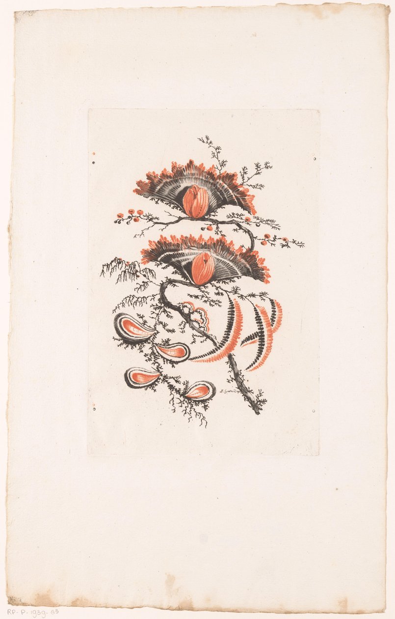 Fan-shaped Flowers (series title) by Edouard Gautier Dagoty