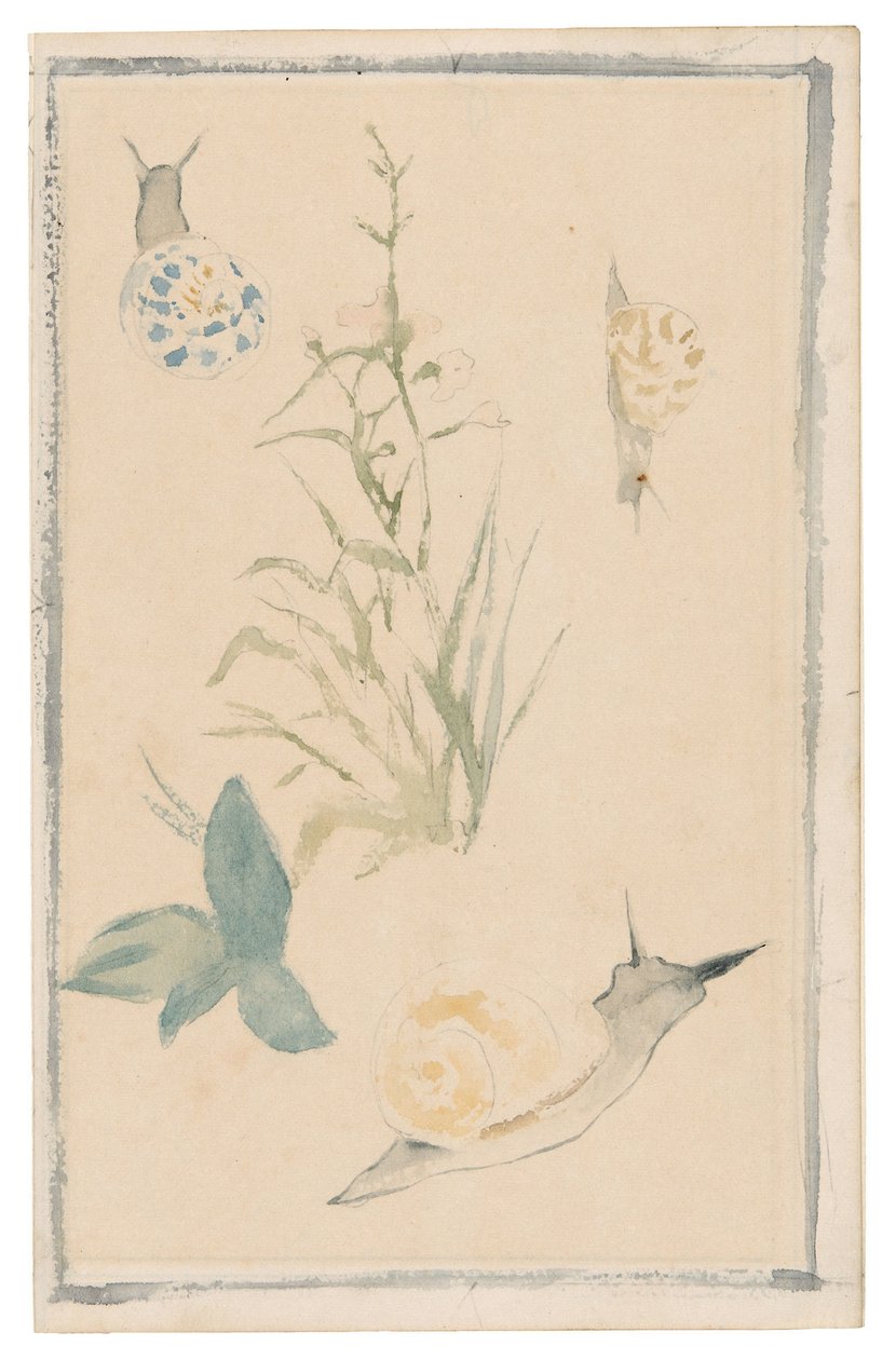 Sketches of Snails, Flowering Plant, 1864-68 by Édouard Manet