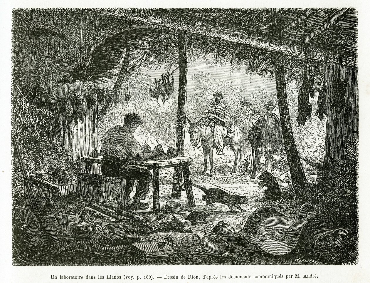 A taxidermy laboratory in the virgin forest, in the region of Llanos (Colombia), drawing by Riou, to illustrate the story of Equinoxiale America (Colombia, Ecuador, Peru), in 1875-1876, by Ed. Andre, traveller mission charge by the French government. Engra by Edouard Riou