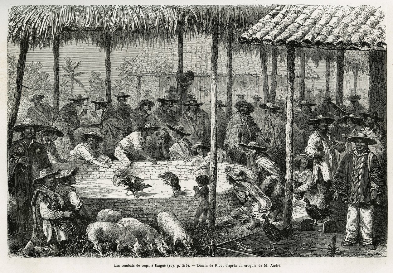 Cockfighting and street animation in Ibague (Colombia) (drawing by Riou, to illustrate the story of Equinoxial America (Colombia, Ecuador, Peru), 1875-1876, by Ed. Andre, traveler mission charge by the French government. Engraving in 