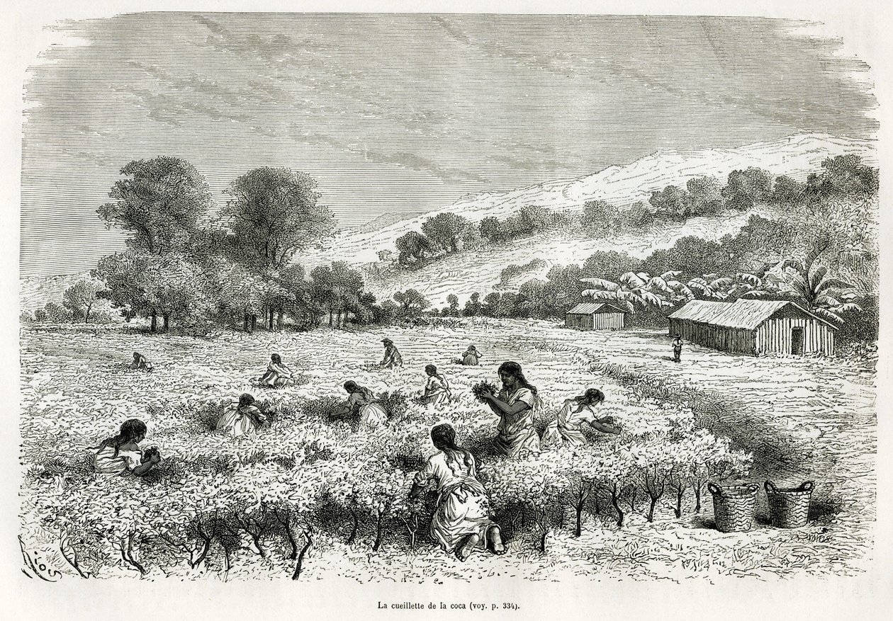 Picking the coca leaves in the Ituata Valley, drawing by E.Riou, to illustrate the journey in the Titicaca region and the valleys of the east of Lower Peru, in 1873 by Paul Marcoy. Engraving in Le tour du monde by Edouard Riou