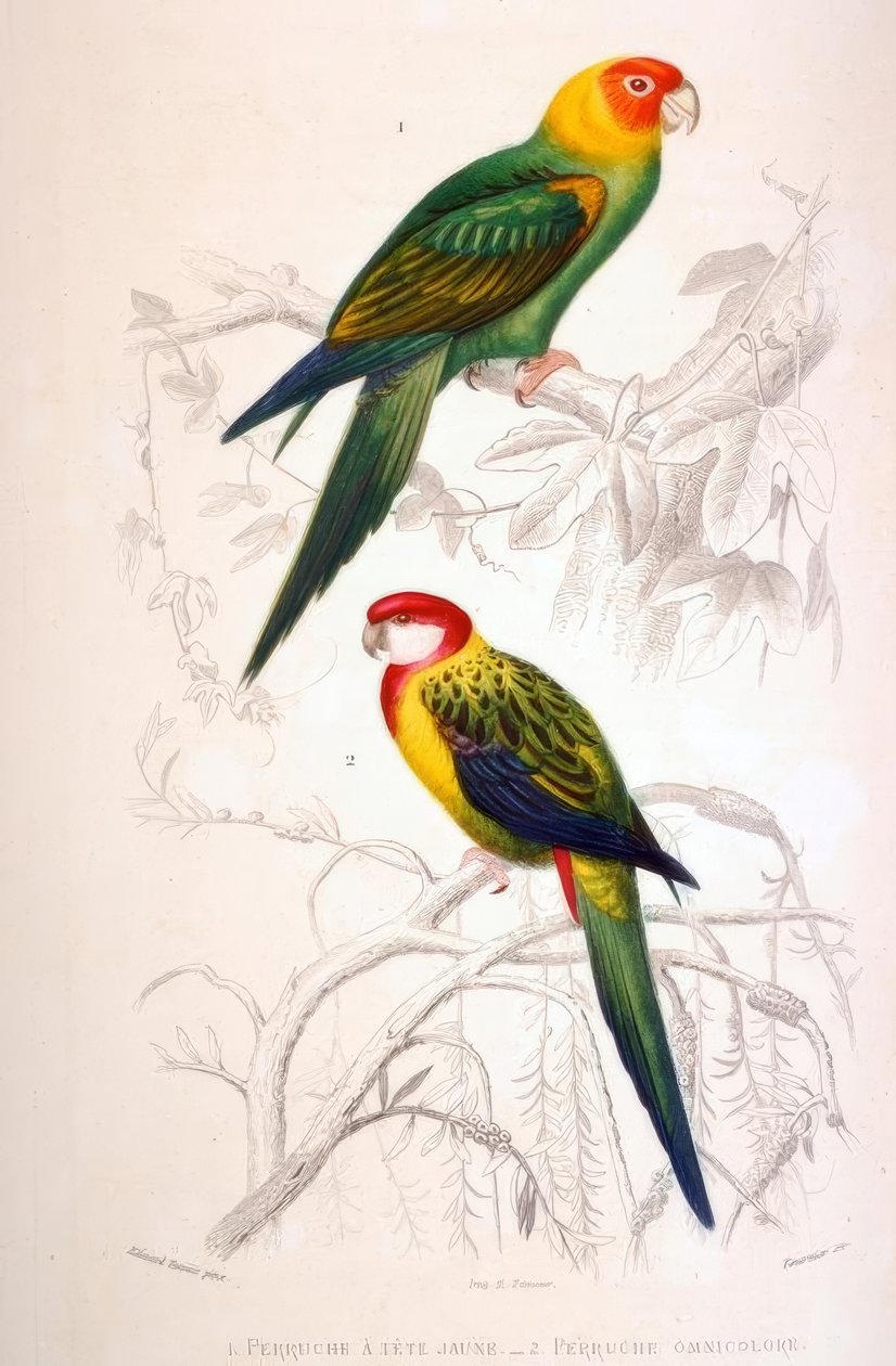 1. Yellow-headed Parakeet. 2. Multicolored Parakeet by Edouard Travies