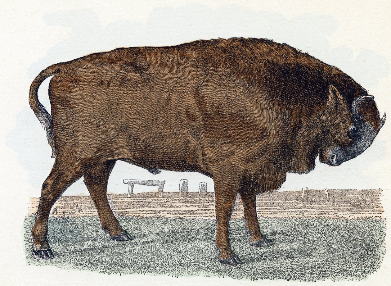 Aurochs - 