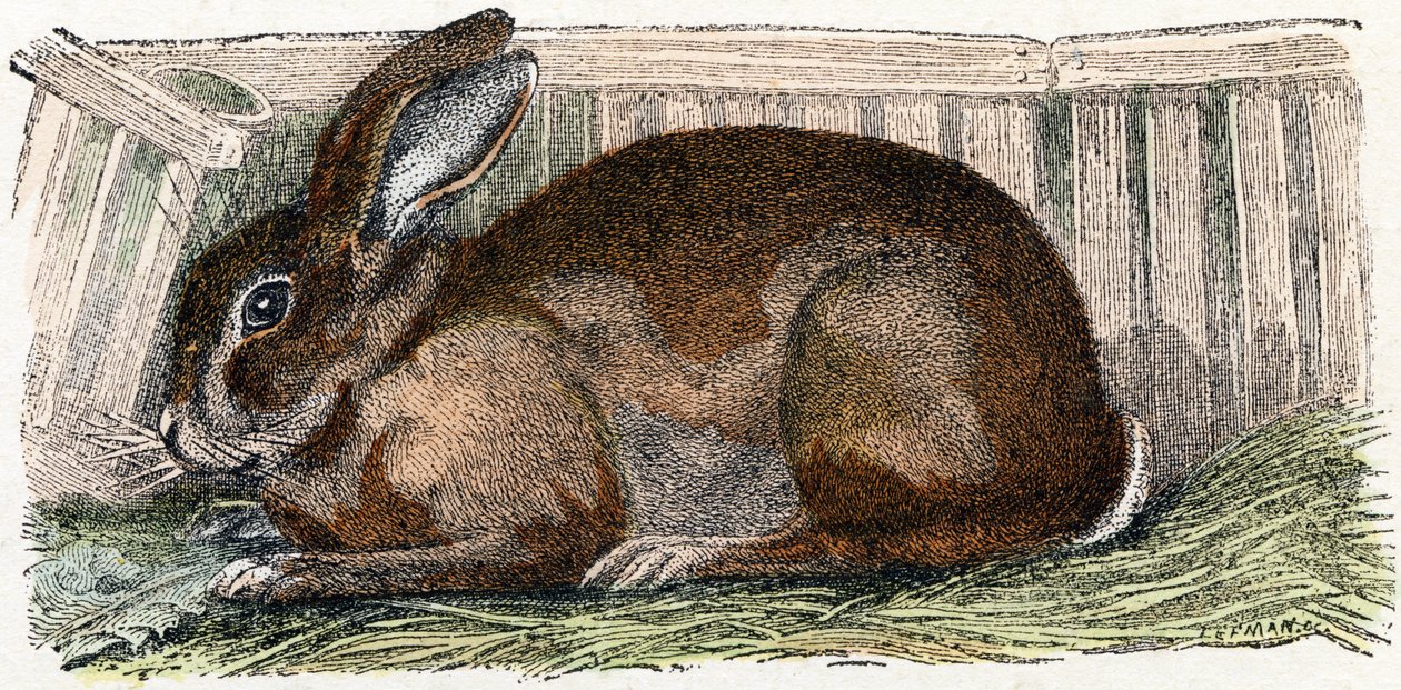 Domestic Rabbit - Alphabet Illustrates Animals by Edouard Travies