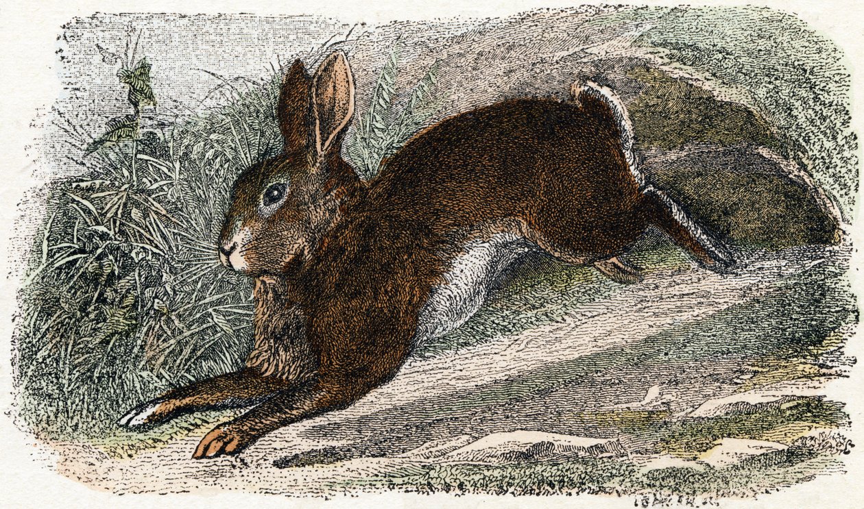 Garenne Rabbit - Alphabet Illustrates Animals 19th Century by Edouard Travies