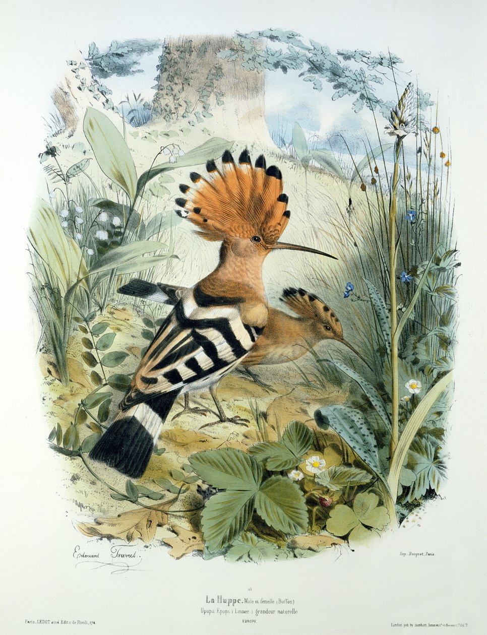 Hoopoe (Upupa Epops) by Edouard Travies