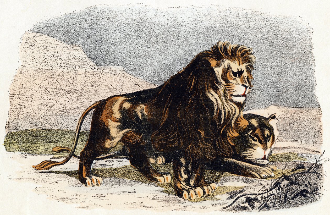 Lion and Lioness - 'Alphabet Illustrates Animals'