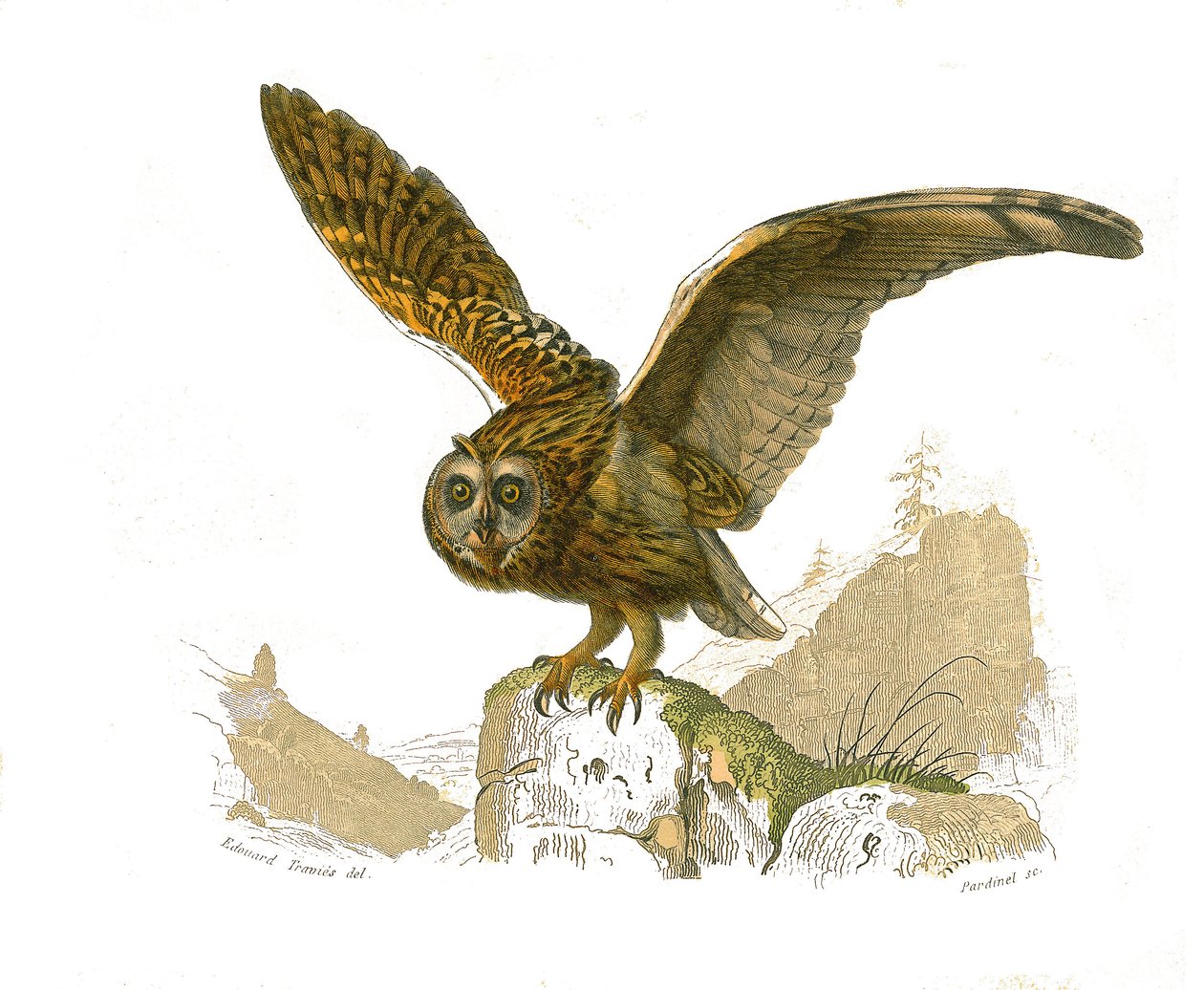 Natural History Board: Zoological board depicting birds of prey daytime. The owl. Plate drawn from the nine volumes on birds in 