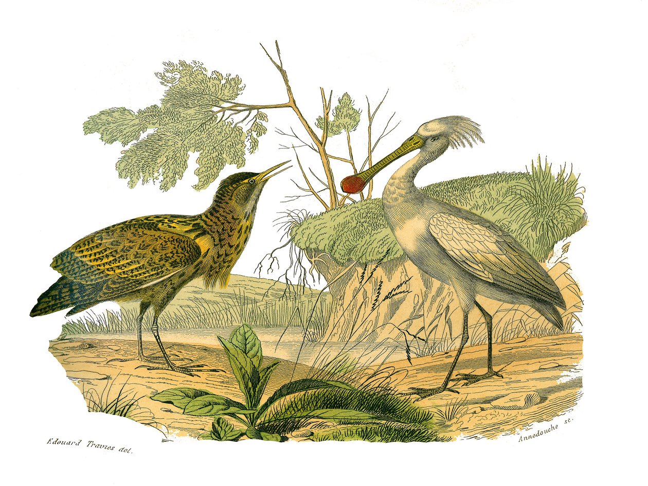 Natural History Board: Zoological board depicting waterbirds and cultrirostres (with large, long and strong bills): the butor and the spatula. Plate drawn from the nine volumes on birds in 
