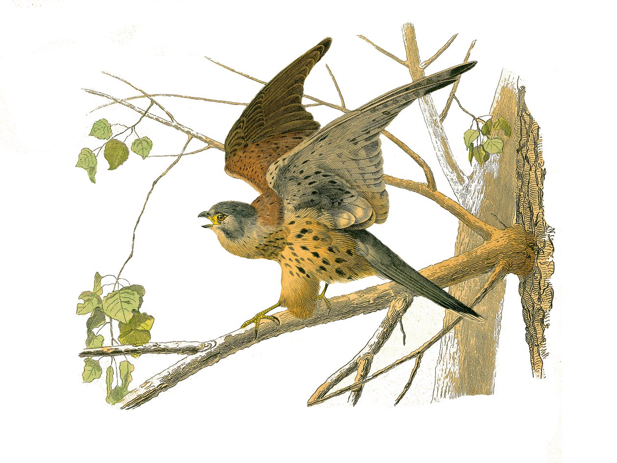 Natural History Board: Zoological board representing birds of prey at night. The cress. Plate drawn from the nine volumes on birds in 