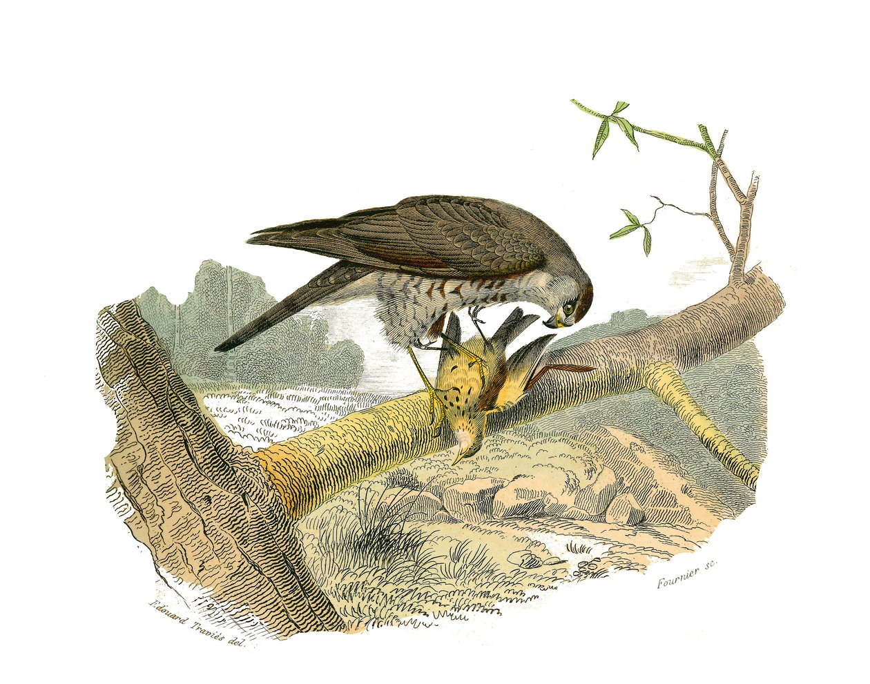 Natural History Board: Zoological board representing birds of prey at night. The hawk. Plate drawn from the nine volumes on birds in 
