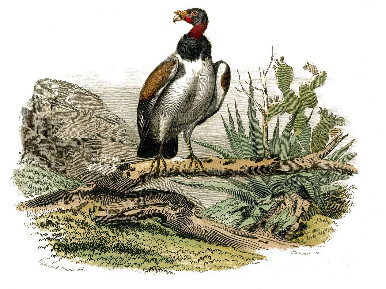 Natural History Board: Zoological board representing birds of prey at night. The little vulture. Plate drawn from the nine volumes on birds in 