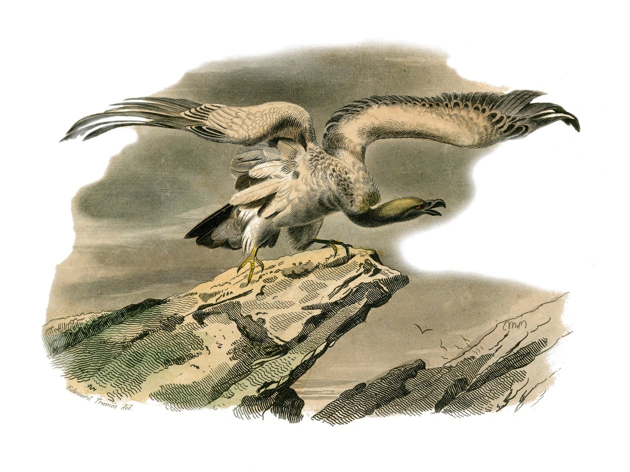 Natural History Board: Zoological board representing birds of prey at night. The percnoptere. Plate drawn from the nine volumes on birds in 